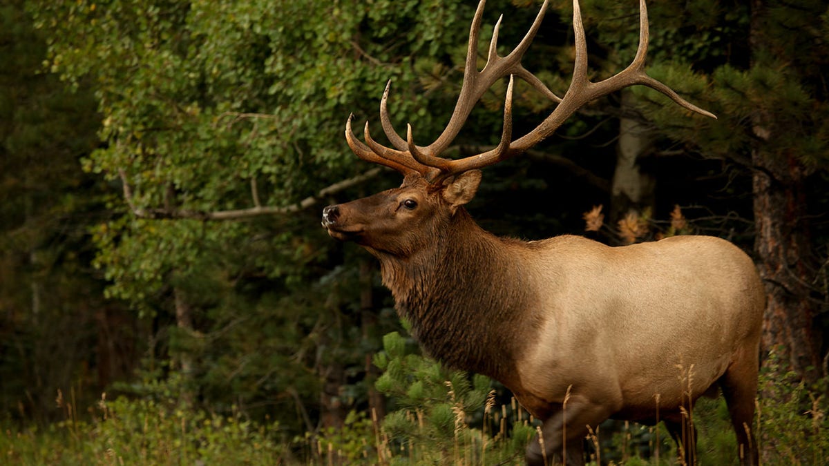 Bull elk with large antlers