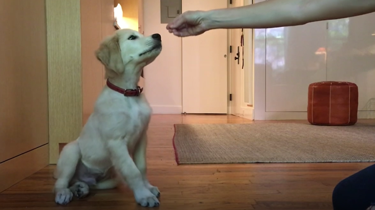 A puppy learning a luring technique sits for a treat. (Andrea Arden)