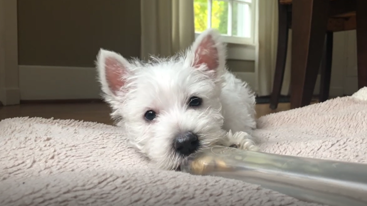 A puppy chews on an enrichment toy in this image. (Andrea Arden)