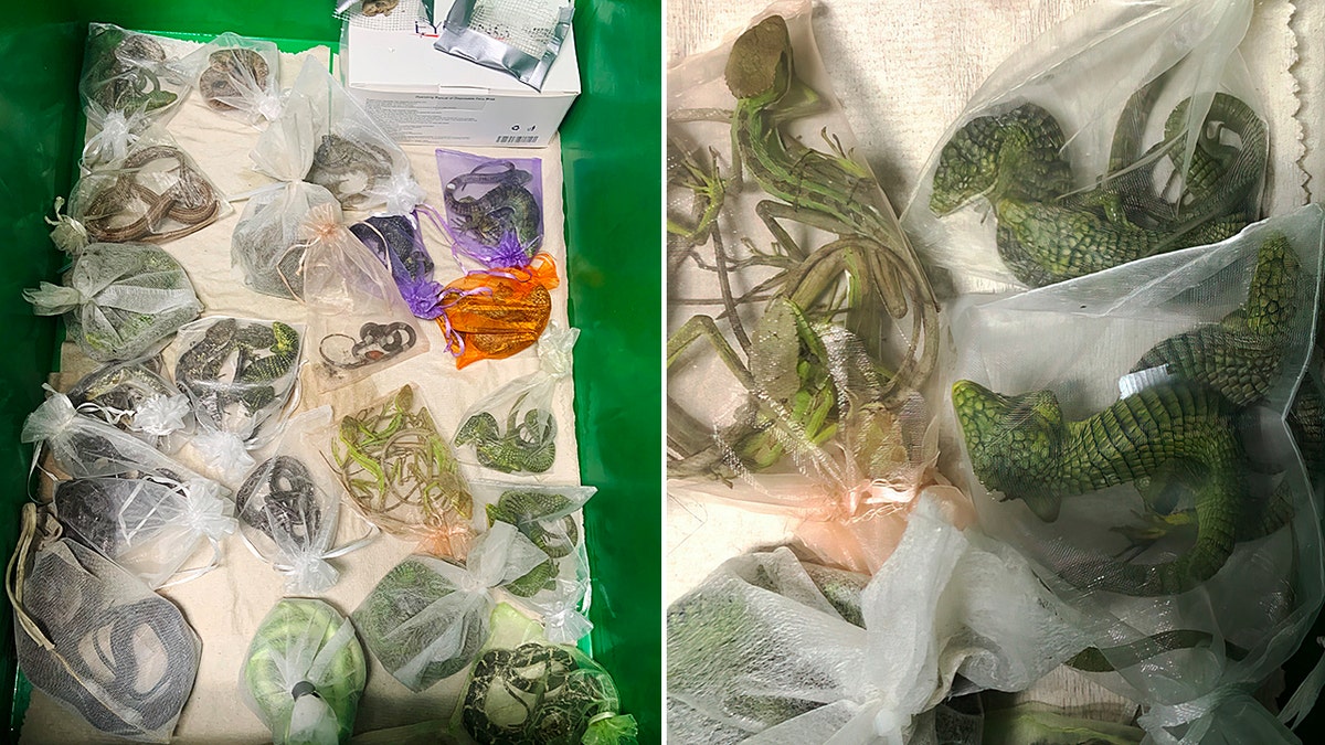Jose Manuel Perez, 30, of Oxnard is charged with smuggling more than 1,700 reptiles into the United States, including 60 found hidden in his clothes at the San Ysidro Port of Entry in February 2022.