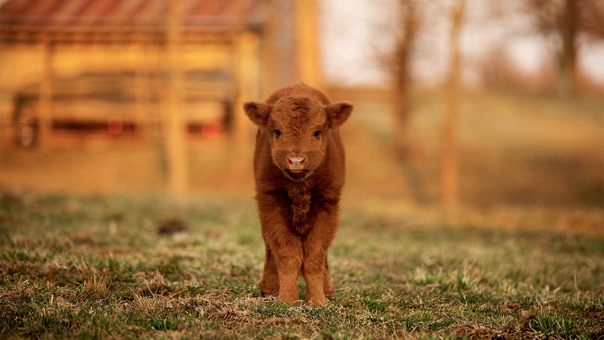 This Kentucky Farm's Highland Cow Baby Boom Is Ridiculously, 53% OFF