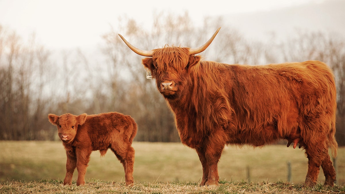 highland cattle baby