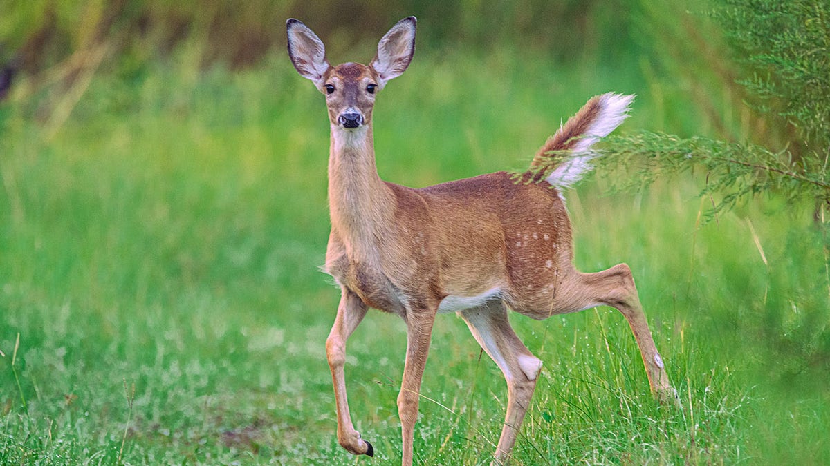 a young white-tailed deer