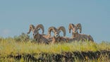 bighorn sheep