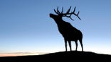 XL elk silhouette