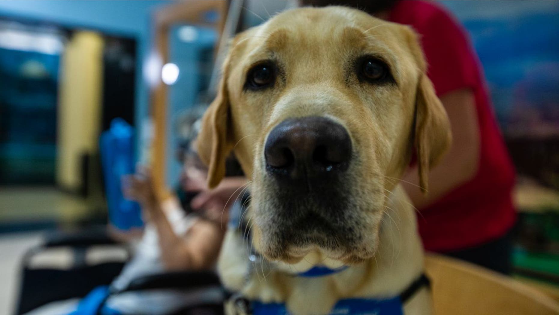 Parks, a 2-year-old Labrador retriever Parks, a 2-year-old Labrador retriever