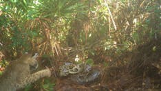 Burmese python and bobcat face off as snake tries to protect nest: '1st recorded instance'