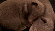 California man pleads guilty to stealing bear cubs from a den