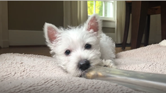 5 puppy training tips no one ever tells you