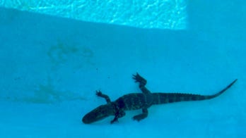 Alligator interrupts Florida school's swim team practice