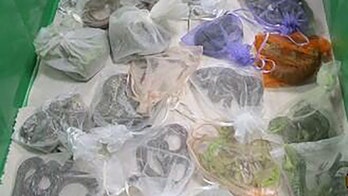 California CBP officers find 52 reptiles hidden in man's clothing