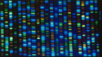 Scientists map entire human genome, opening door to new medical discoveries