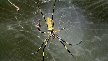 Joro spider could spread across East Coast, researchers say