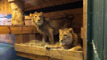 Twin lions evacuated from Ukraine arrive in Belgium after perilous journey