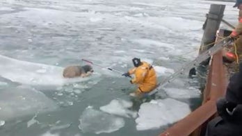 Dog stranded on floating chunk of ice rescued in Michigan