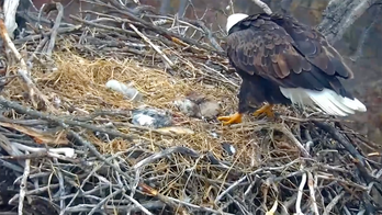 Minnesota 'EagleCam' shows off newly hatched eaglets
