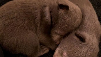 California man pleads guilty to stealing bear cubs from a den