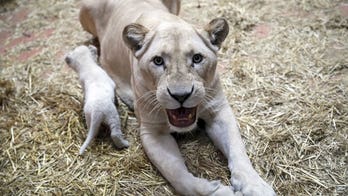 Ukraine zookeeper fears hundreds of animals will die without more food, fuel: 'Dying of cold and hunger'