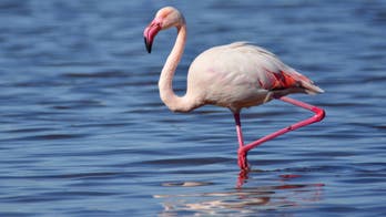 Escaped zoo flamingo spotted 17 years after it flew away from Kansas zoo