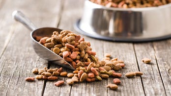 Makeshift animal shelter near Ukraine-Poland border struggles to get supplies for abandoned pets