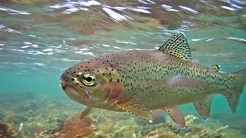 California wildlife officials decide to euthanize trout following bacteria outbreak