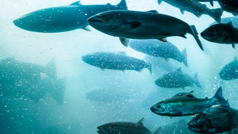 Washington state announces full closure of steelhead fishing due to population concerns