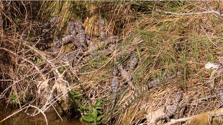 Volunteer at Texas wildlife refuge spots 20 baby alligators