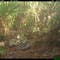 Burmese python and bobcat face off as snake tries to protect nest: ‘1st recorded instance’