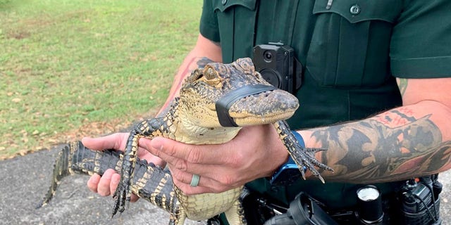 Alligator pulled from Montverde Academy pool