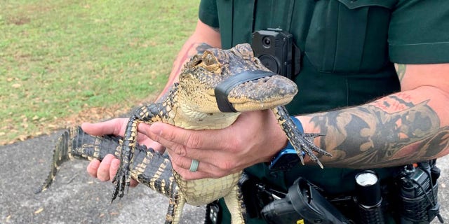 Alligator pulled from Montverde Academy pool