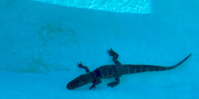 Montverde Academy alligator swimming pool