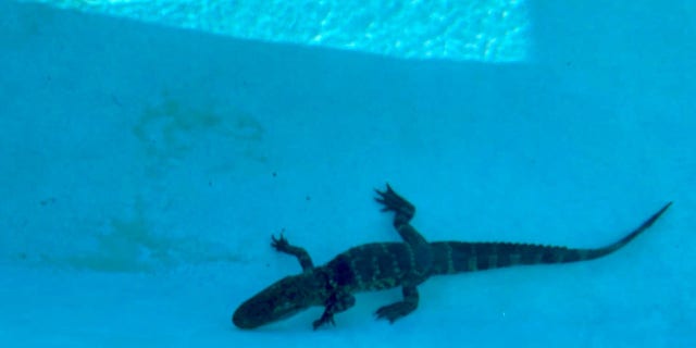 Montverde Academy alligator swimming pool