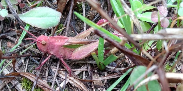 Pink grasshoppers are easily spotted due to their bright colors, which makes them easy prey for predators.