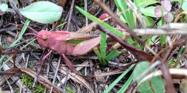 Pink grasshoppers are easily spotted due to their bright colors, which makes them easy prey for predators. Dirk Parker of Ohio found this pink grasshopper while working at a job assignment in Texas.