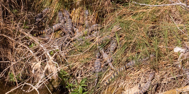 Officials at the Aransas National Wildlife Rfuge believe that these baby alligators hatched sometime last year.