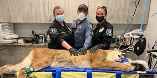 The Irvine Police Department shared images of a mountain lion that had to be sedated after entering a shopping center.