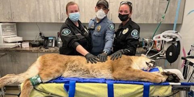 The Irvine Police Department shared images of a mountain lion that had to be sedated after entering a shopping center.