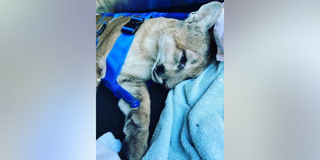 The Irvine Police believed the lion to be about 2 years old.