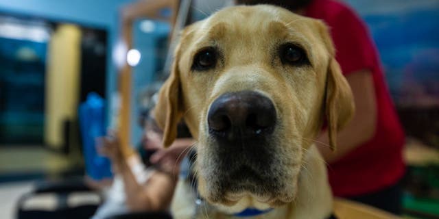 Parks, a 2-year-old Labrador retriever, works as a facility dog at the Orlando Health Arnold Palmer Hospital for Children in Florida.