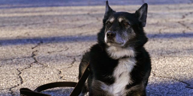 Shelter dog turned K-9 hero inspires Netflix movie | Fox News