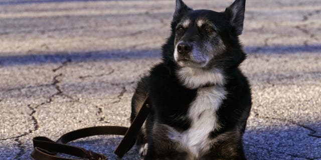 Shelter dog turned K-9 hero inspires Netflix movie | Fox News Shelter dog turned K-9 hero inspires Netflix movie | Fox News