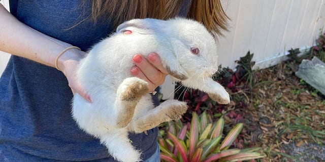 "This large number of rabbits grew in such a short time because rabbits can get pregnant on the day of their birth and their gestation period is 28-35 days," explained Susan Chairvolotti, adoption coordinator for Orlando Rabbit Care and Adoptions.