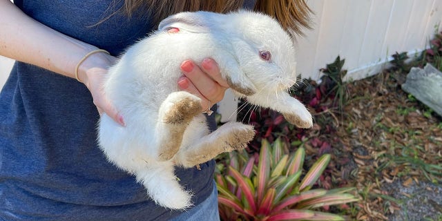 This Florida Neighborhood Is Overrun With Rabbits 2 "This large number of rabbits grew in such a short time because rabbits can get pregnant on the day of their birth and their gestation period is 28-35 days," explained Susan Chairvolotti, adoption coordinator for Orlando Rabbit Care and Adoptions.