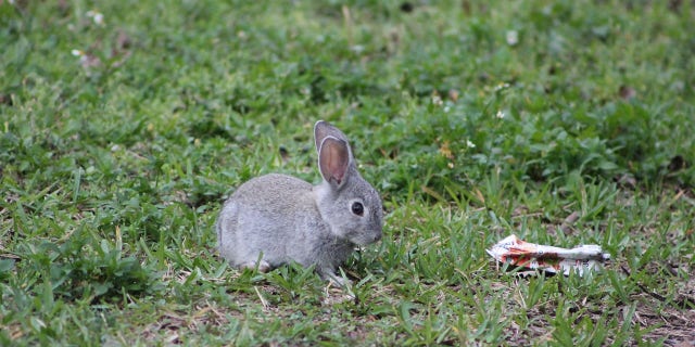 This Florida Neighborhood Is Overrun With Rabbits 3 After Orlando Rabbit Care and Adoptions learned that rabbits took over a neighborhood in March, they helped raise awareness of the situation.