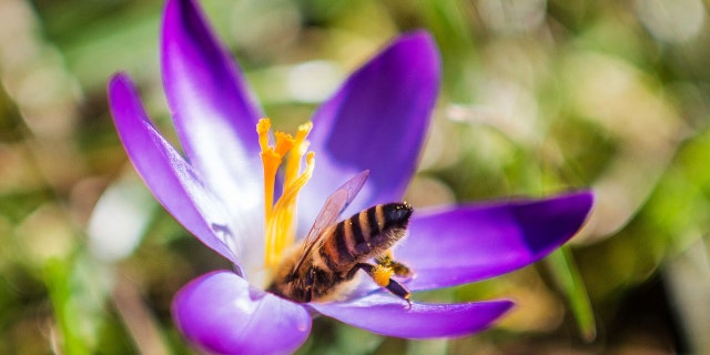 February 17, 2019, Baden-Wuerttemberg, Fellbach: A bee sits on the flower of a crocus in sunshine and spring-like temperatures. 