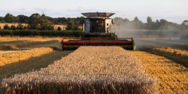 A Lexion combine harvester drives through a field of wheat during a harvest in Benfleet, UK, Tuesday August 24, 2021.