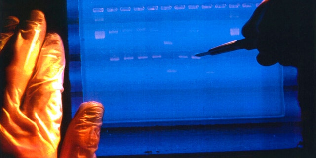 In this undated image made available by the National Human Genome Research Institute, a researcher examines the output from a DNA sequencer. 