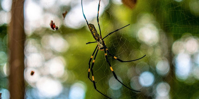 The Joro spider has spread across Georgia