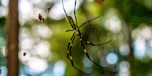 The Joro spider has spread across Georgia