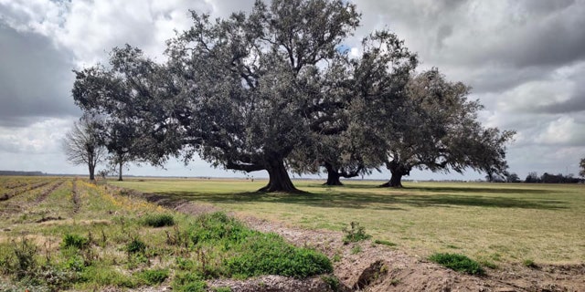 "The air smells different and it gets warmer and you just feel like you’re heading South and you’re in Louisiana," Barnes said of when he first arrived in the state.